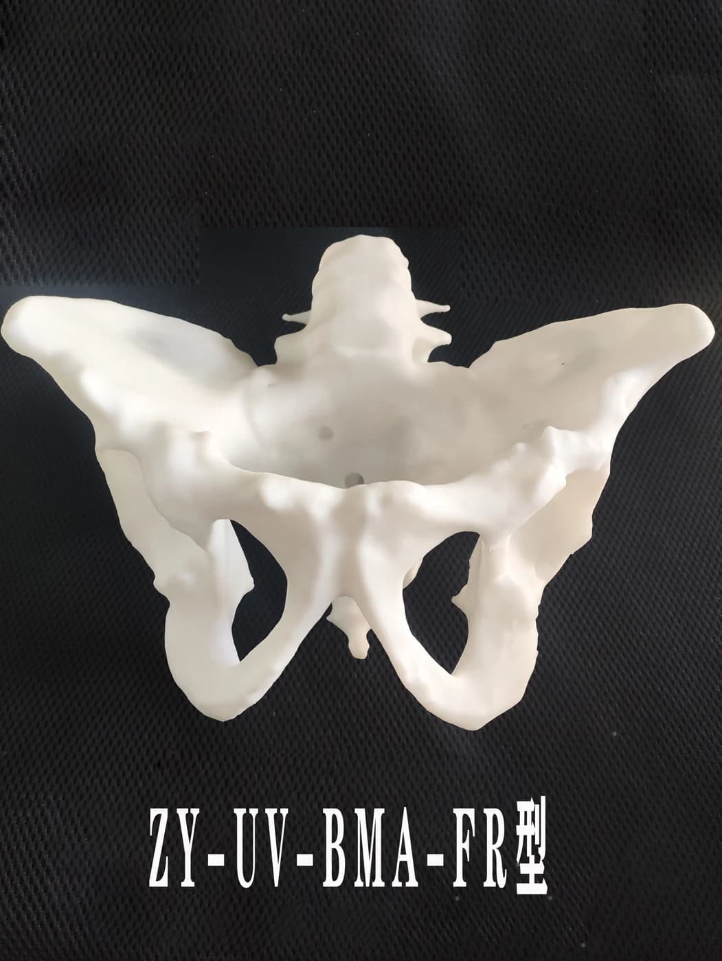 子殷骨模型实物,型号 ZY-UV-BMA-FR